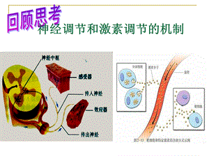 神经调节和激素调节的机制.ppt