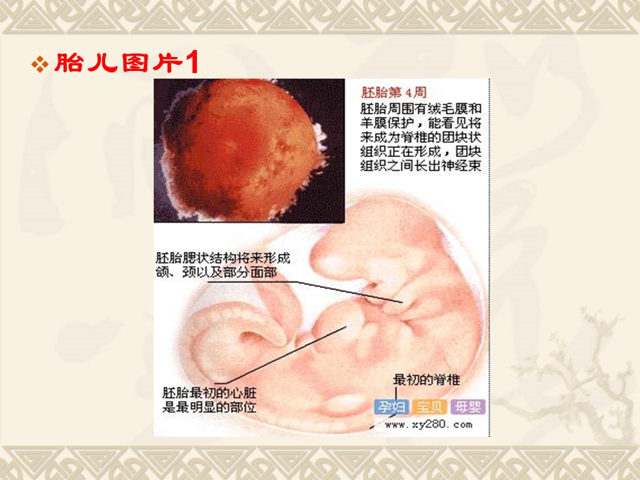 胎儿的发展与胎教0424.ppt_第2页