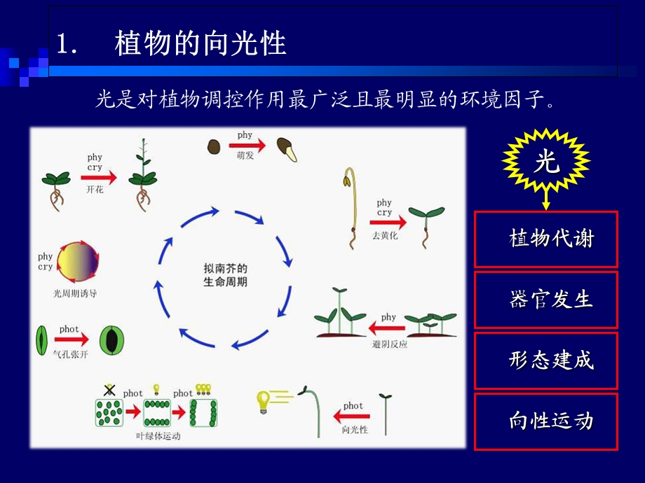 植物向光性的研究进展.ppt_第2页