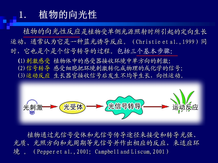 植物向光性的研究进展.ppt_第3页