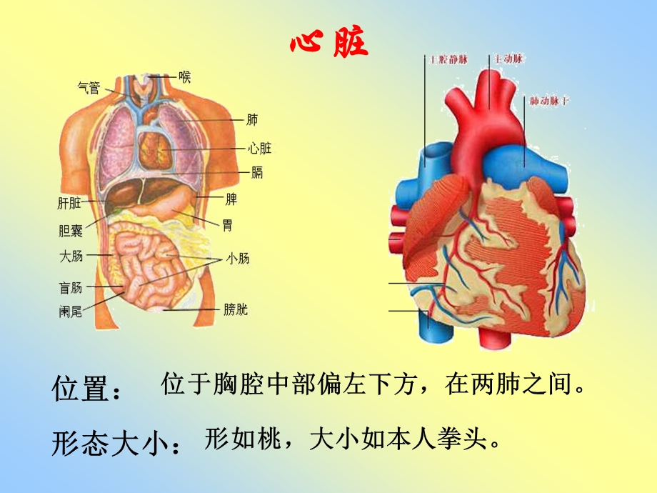 输送血液的泵心脏000001.ppt_第3页