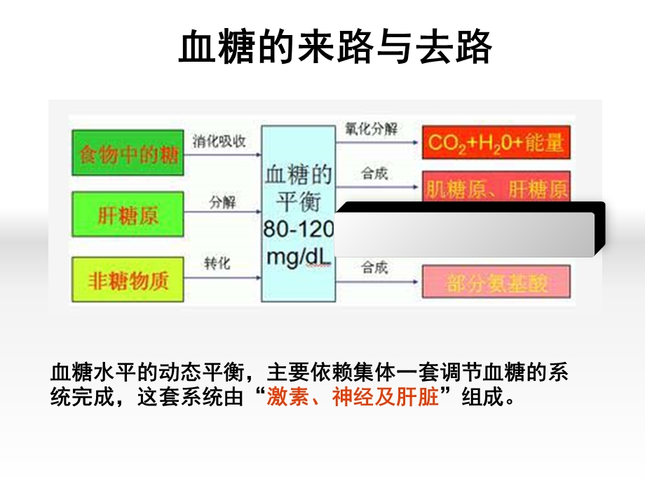 影响血糖水平激素的作用机制.ppt_第3页