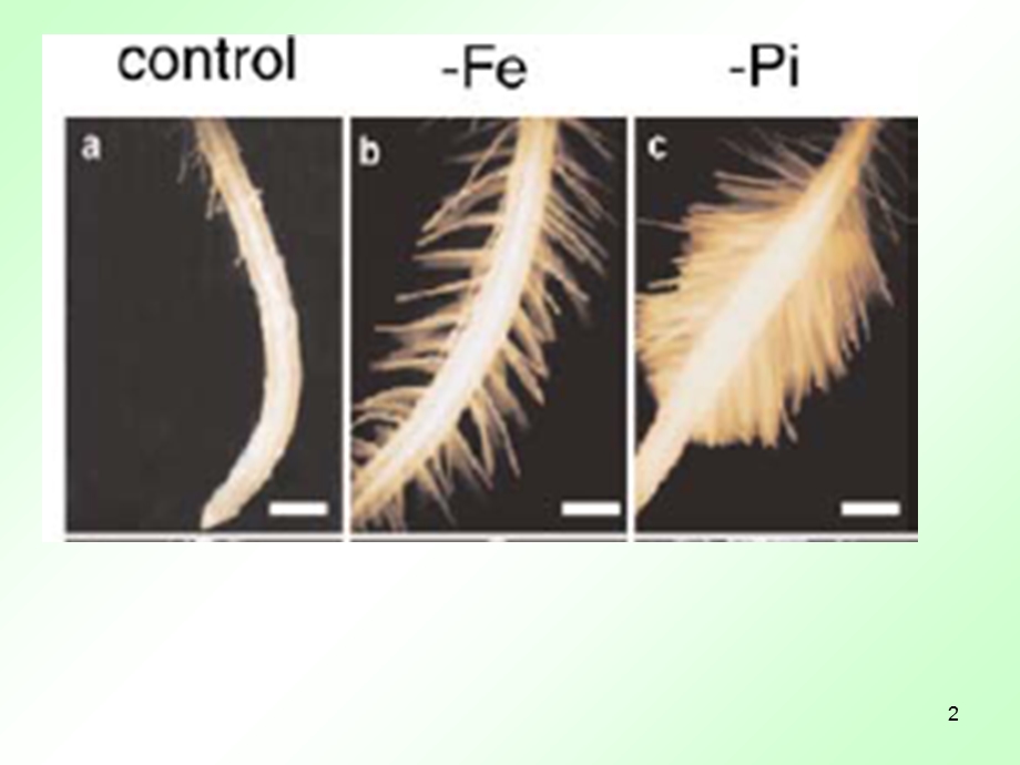 植物营养研究法5章根际研究法.ppt_第2页