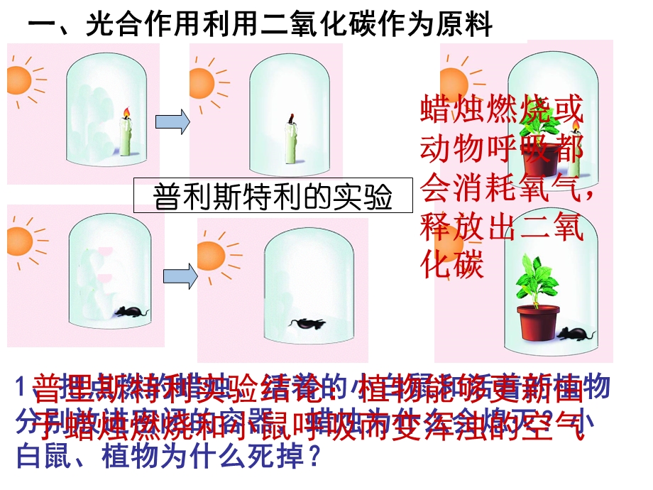 植物与生物圈的碳氧平衡复习.ppt_第2页