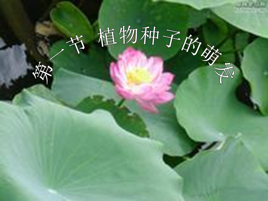 植物种子的萌发.ppt_第2页