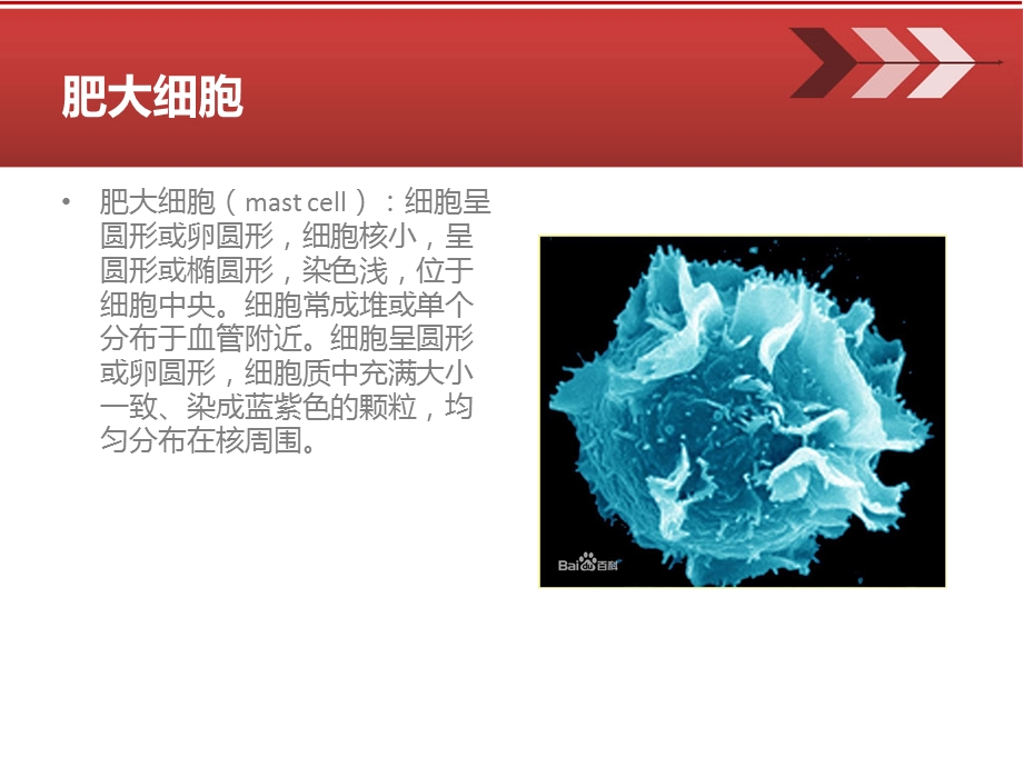 肥大细胞最新研究成果展示.ppt_第2页