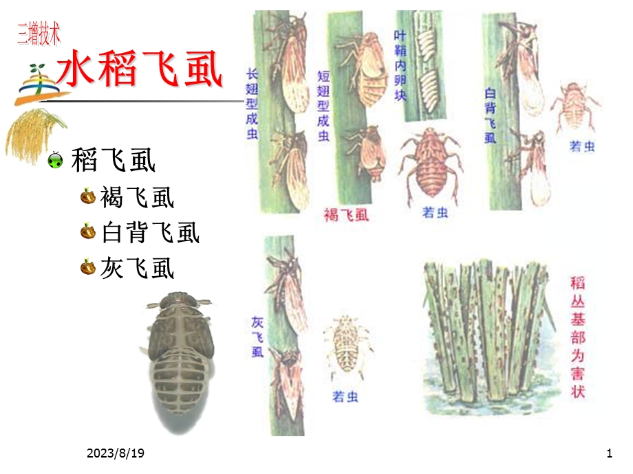 水稻虫害防治技术讲座.ppt_第1页