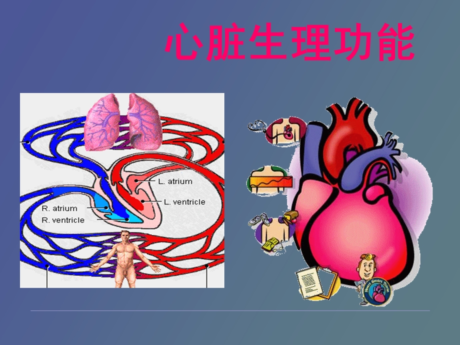 心脏生理功能.ppt_第1页