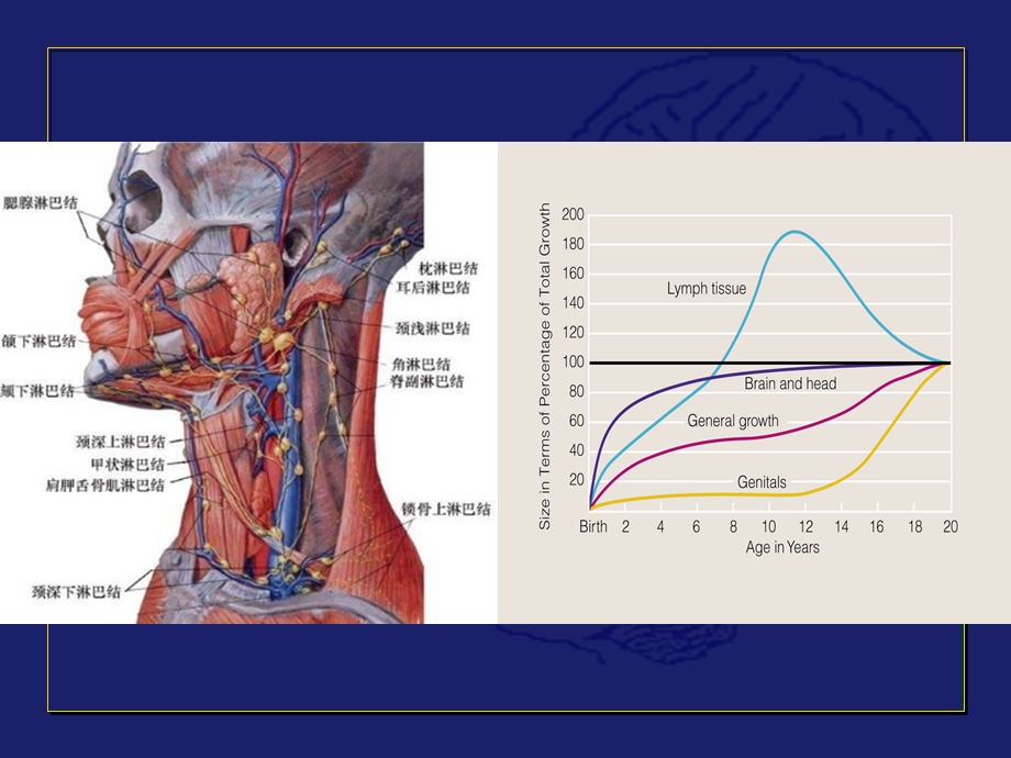 小儿颈部淋巴结的诊断思路.ppt_第3页