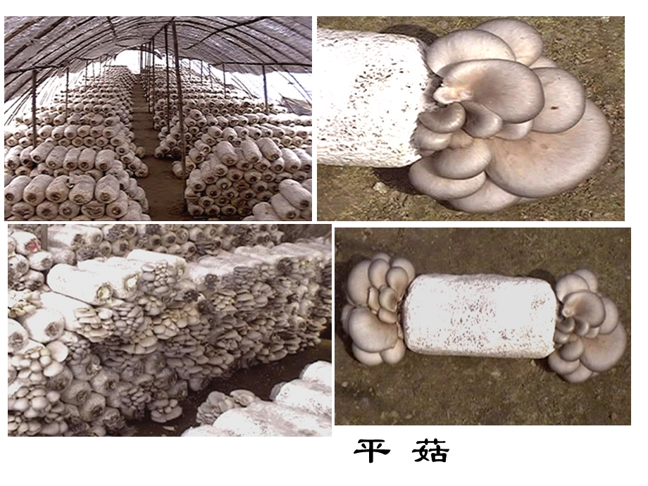 食用菌实验4平菰生料栽培技术ppt课件.ppt_第2页