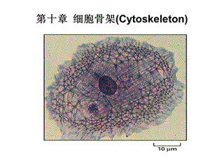 细胞骨架.ppt