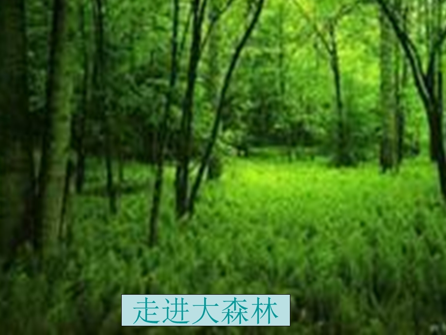 想象作文《走进大森林》.ppt_第1页