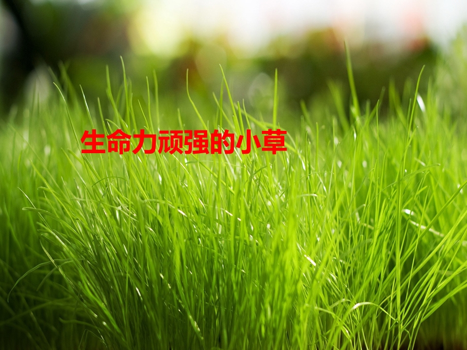 我最喜欢的植物.ppt_第3页