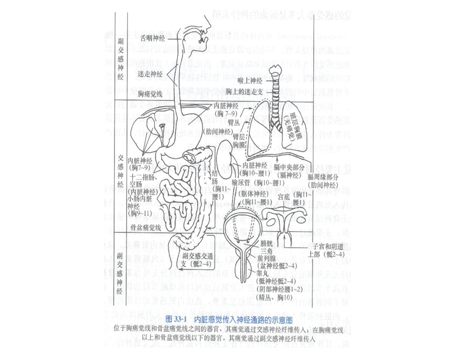 神经6内脏本能睡眠ppt课件.ppt_第2页