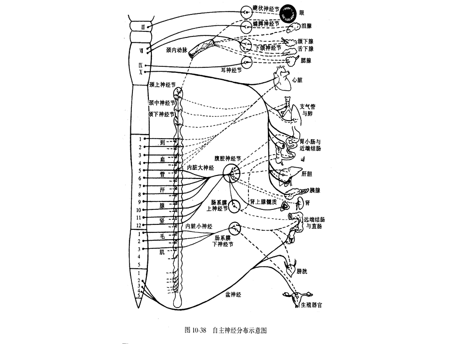 神经6内脏本能睡眠ppt课件.ppt_第3页