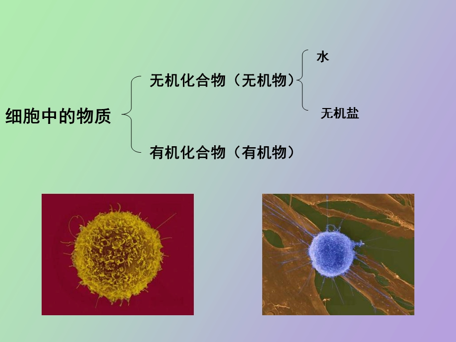 有机大分子物质.ppt_第2页