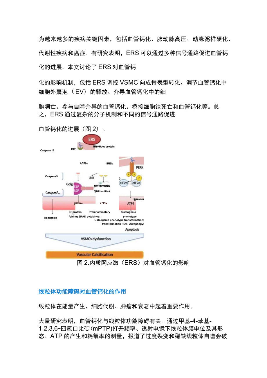 2023血管钙化的分子机制和治疗干预（全文）.docx_第3页