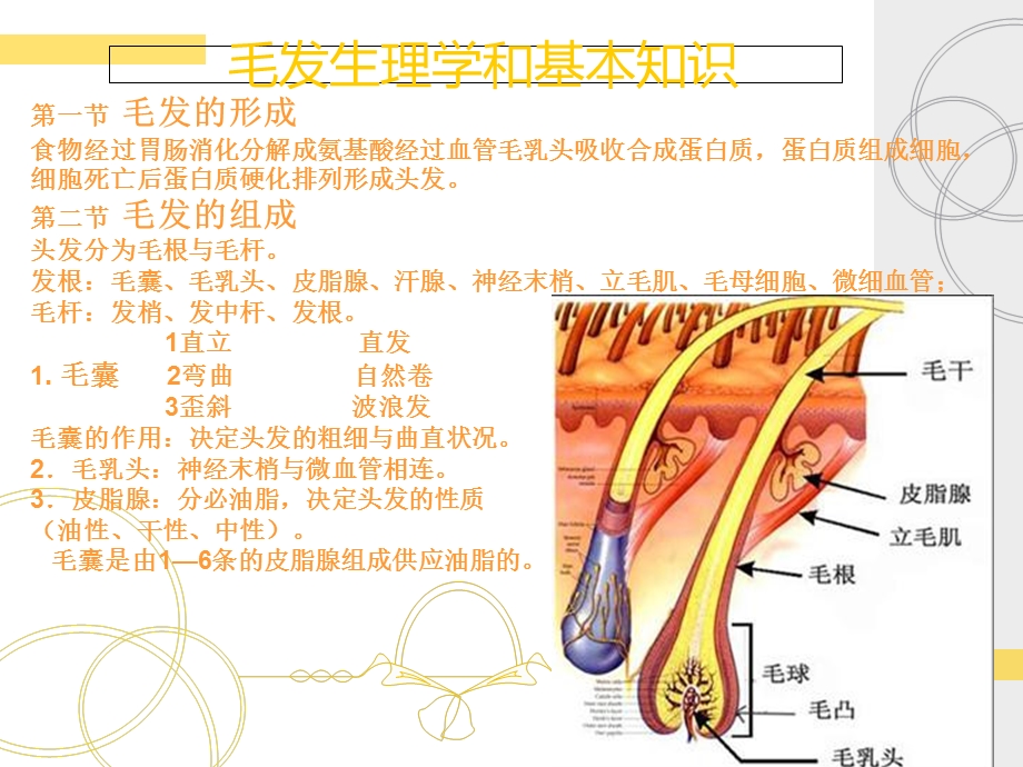 毛发生理学和基本知识.ppt_第2页