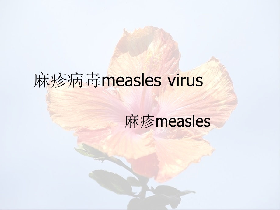 麻疹病毒measlesvirus.ppt_第1页