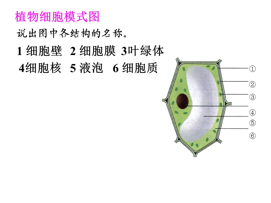 植物细胞的基本结构微课.ppt_第2页