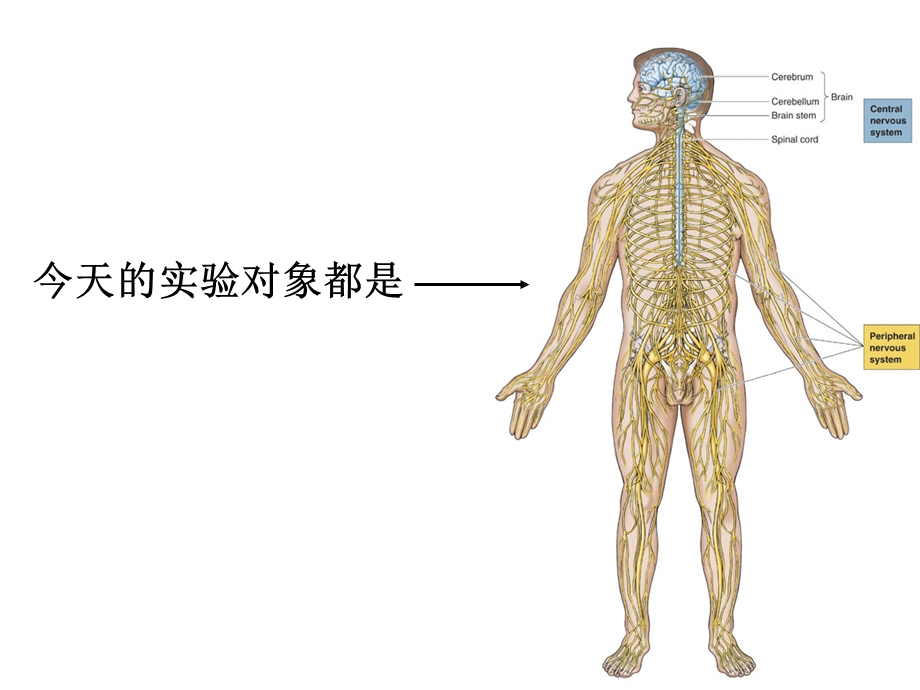 生理实验七.ppt_第2页