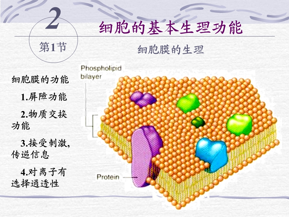 细胞生理.ppt_第2页