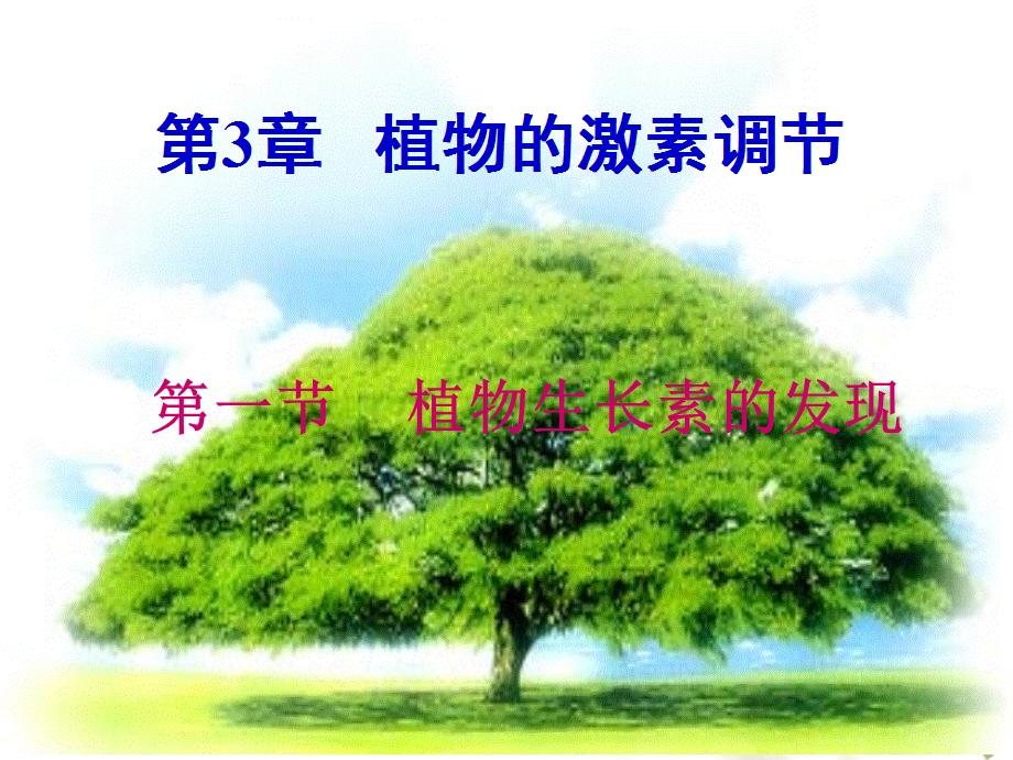 植物生长素的发现课件.ppt_第1页