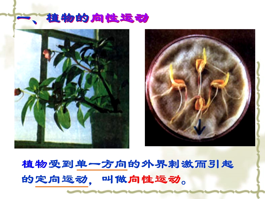 植物生长素的发现课件.ppt_第2页