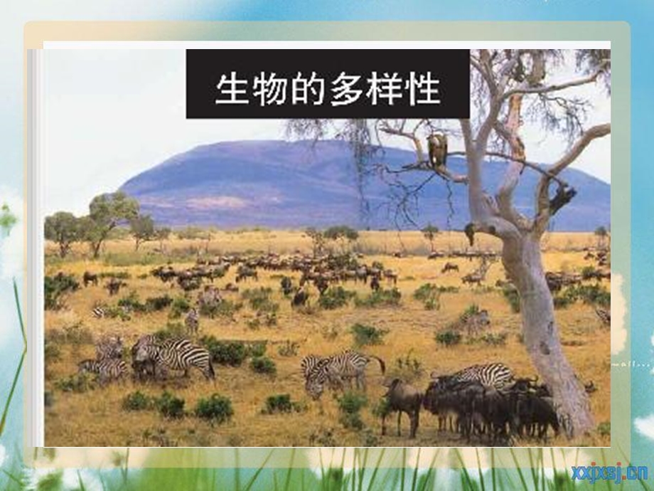 校园生物大搜索自己.ppt_第1页