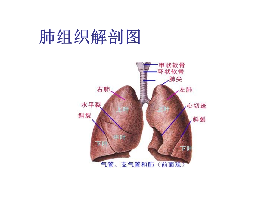 支气管镜相关知识介绍.ppt_第2页