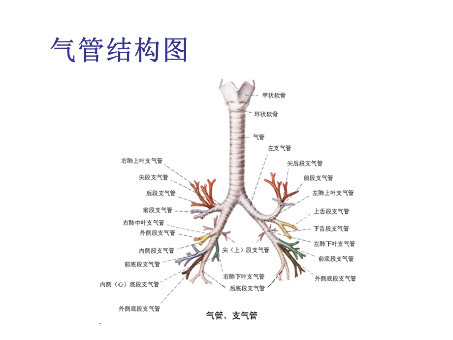 支气管镜相关知识介绍.ppt_第3页