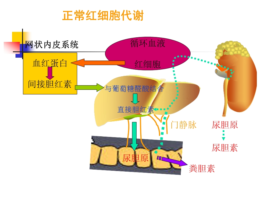 医学概论溶血性贫血.ppt_第3页