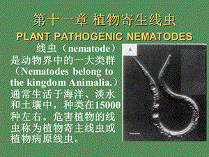 植物寄生线虫及原生动物.ppt