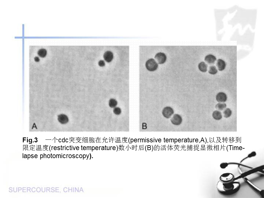 酵母与癌症.ppt_第3页