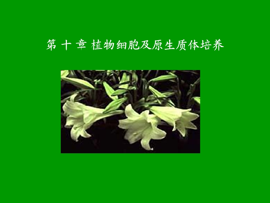 植物细胞培养及原生质体培养.ppt_第1页