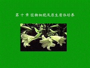 植物细胞培养及原生质体培养.ppt