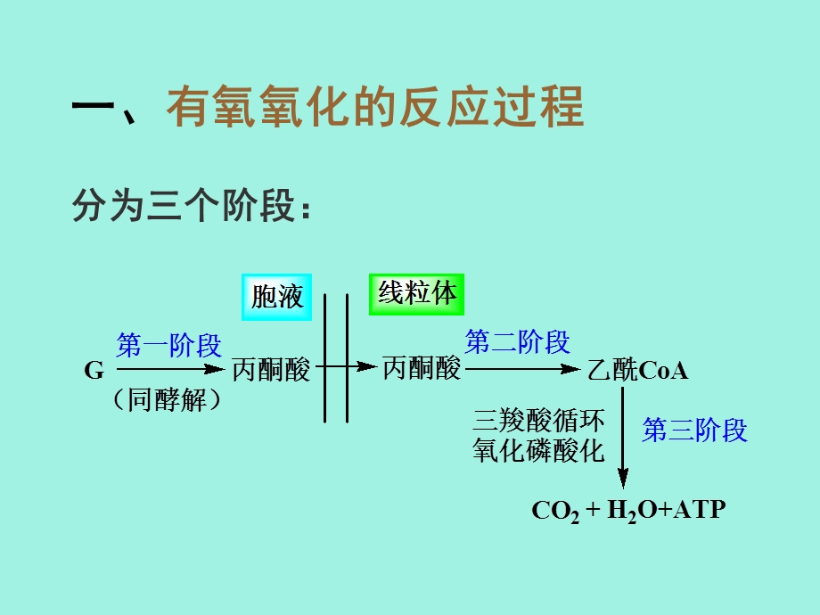 有氧呼吸及三羧酸循环.ppt_第3页