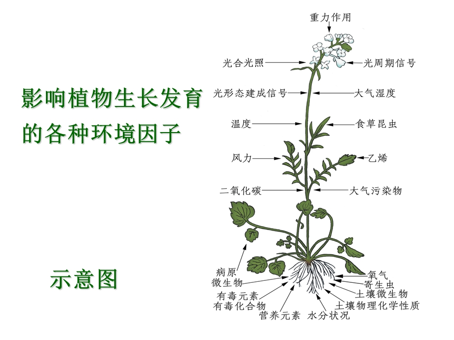 植物的逆境生理第11章.ppt_第2页