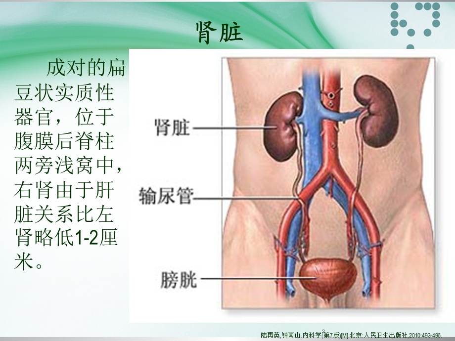 文献汇报：肾功能不全患者的用药监护.ppt_第2页