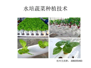 水培蔬菜种植技术资料.ppt