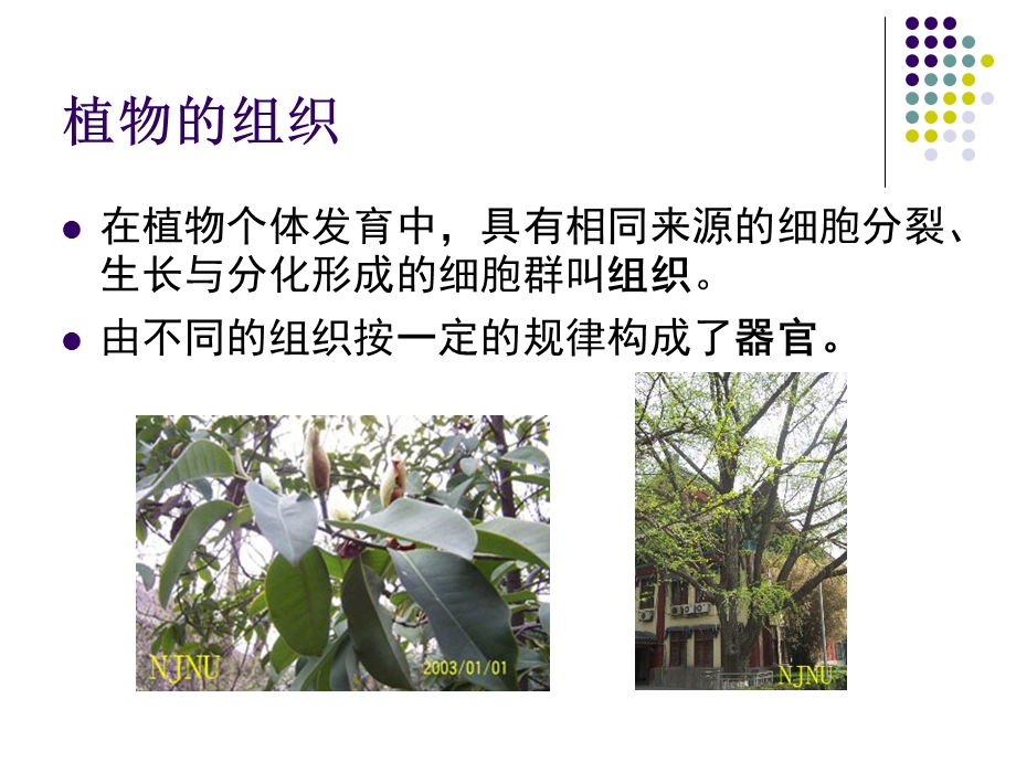 植物的组织类型及其特征.ppt_第2页