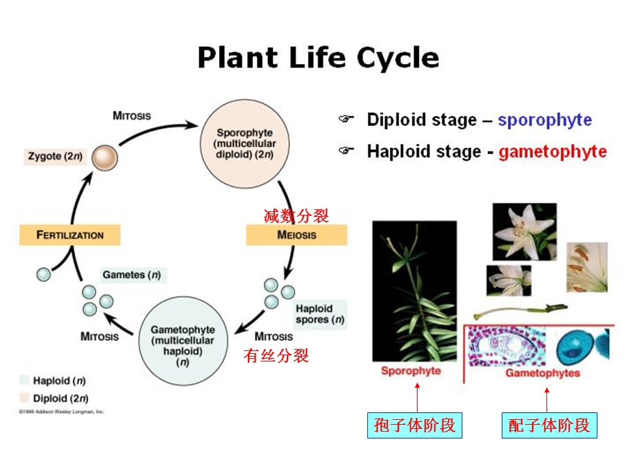 植物的生长生理和运动.ppt_第2页