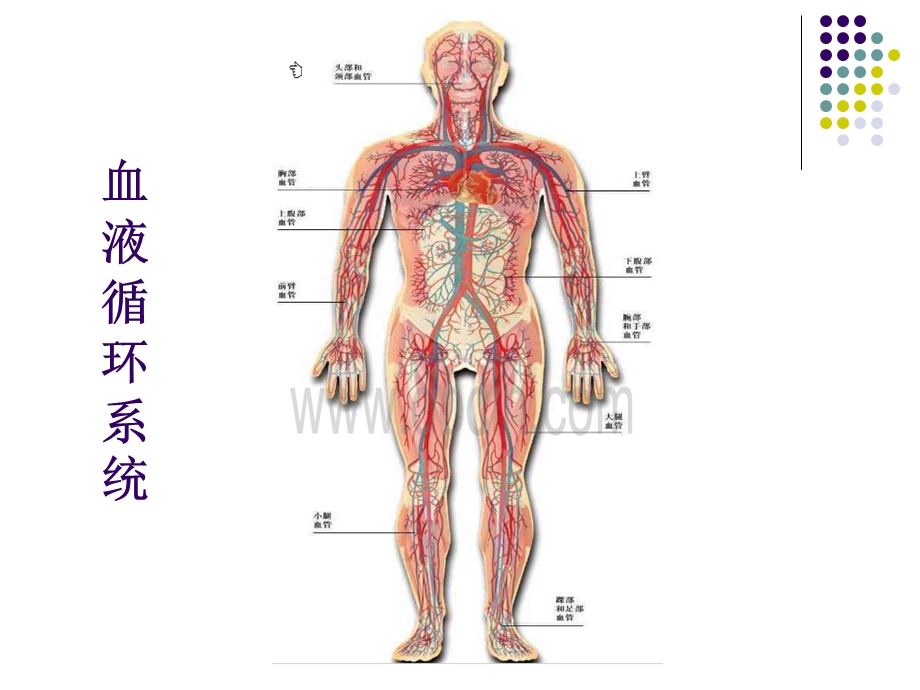 心脏是血液流动的动力器官.ppt_第2页