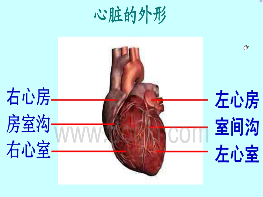 心脏是血液流动的动力器官.ppt_第3页