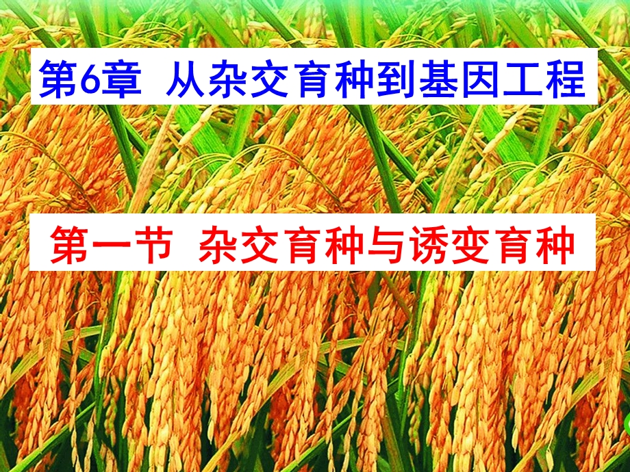 杂交育种与诱变育种-优质课.ppt_第2页