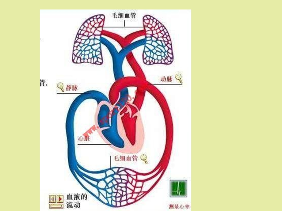 循环系统患儿.ppt_第3页