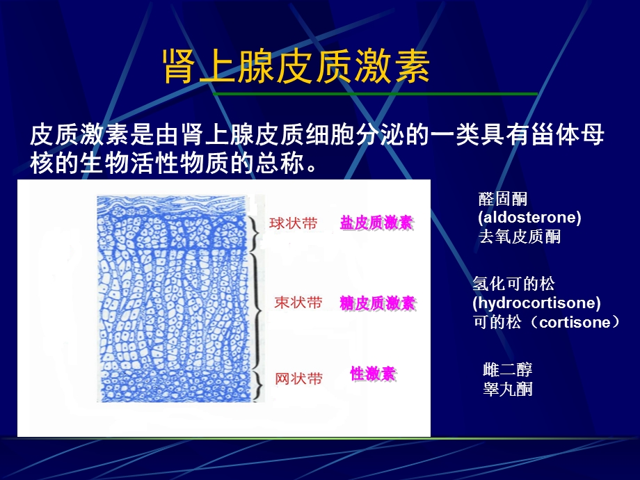 糖皮质激素(麻醉).ppt_第2页