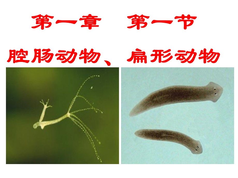 最新人教版新教材腔肠动物和扁形动物课件PPT.ppt_第2页