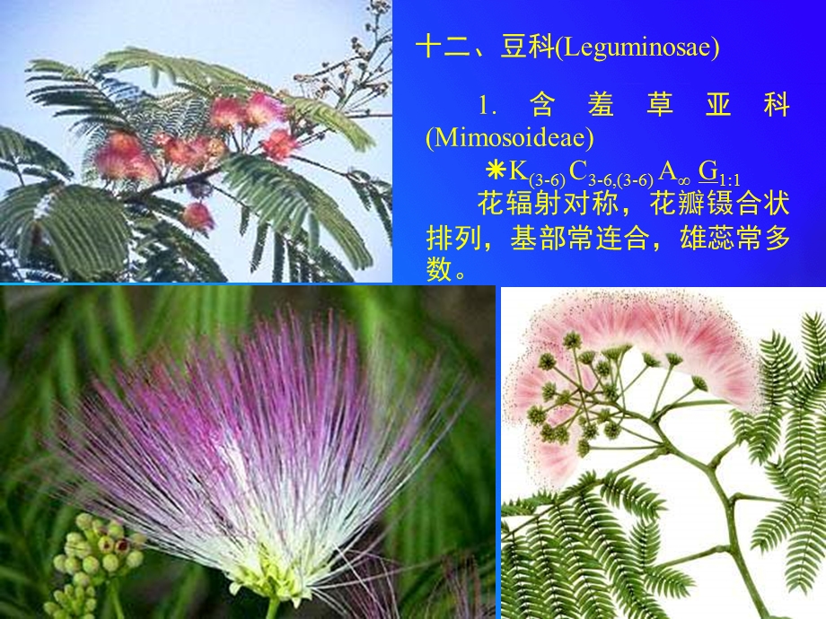 植物学12.6种子植物分类-豆科-伞形科.ppt_第3页