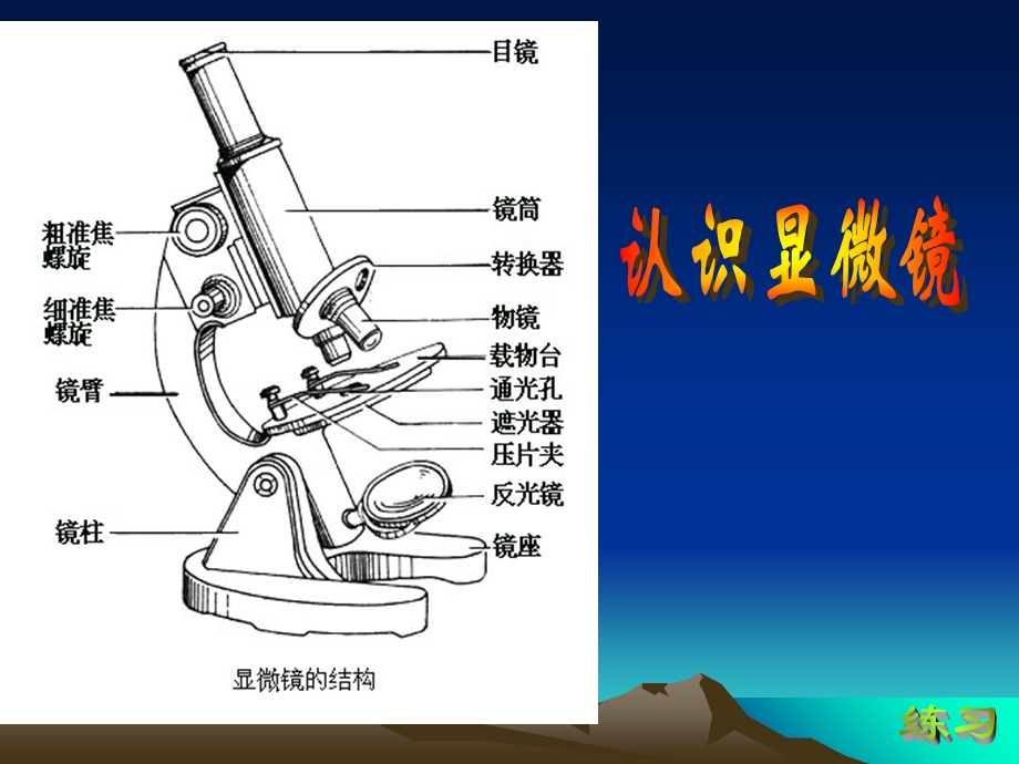 显微镜的结构和使用ppt.ppt_第3页